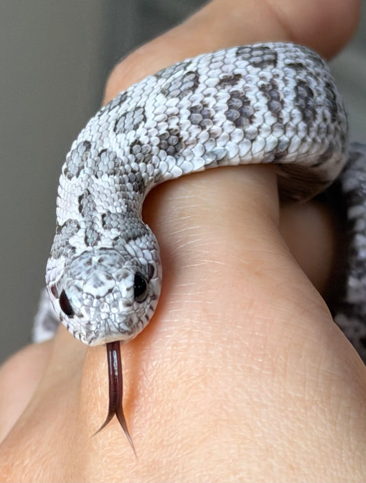 月光石 超級北極薰衣草