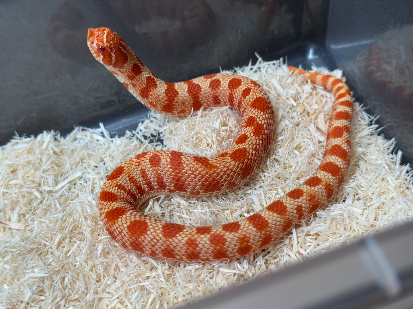 2025 灰質第三代極端紅白化康達 ♀ (H25110)