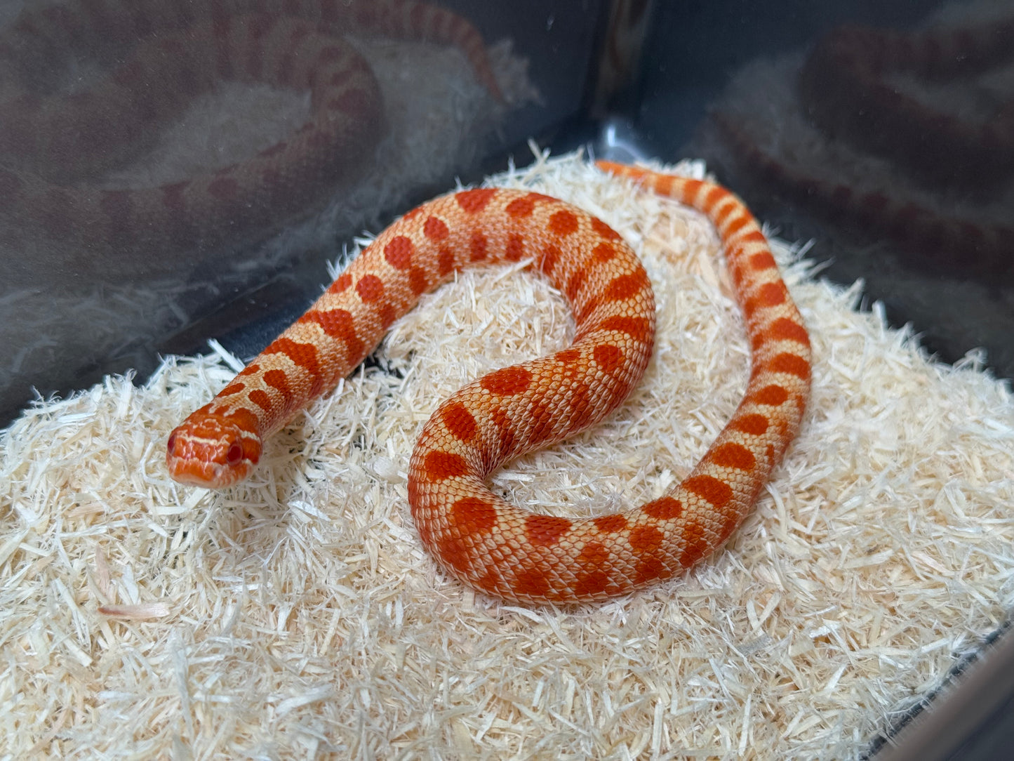 2025 灰質第三代極端紅白化康達 ♀ (H25110)