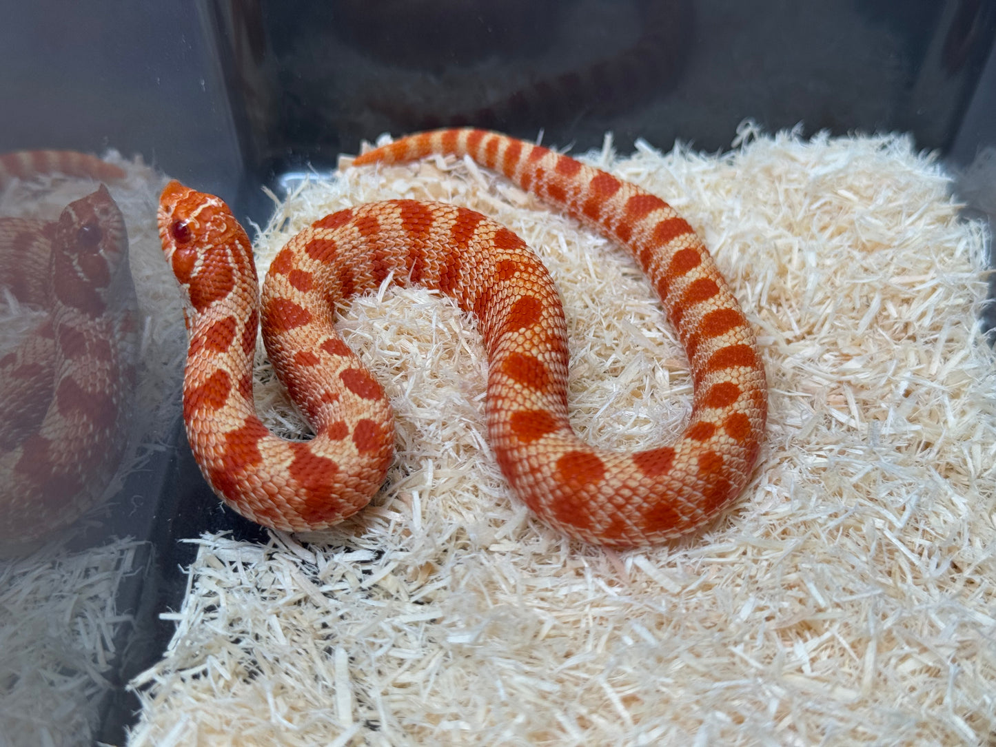 2025 灰質第三代極端紅白化康達 ♀ (H25110)