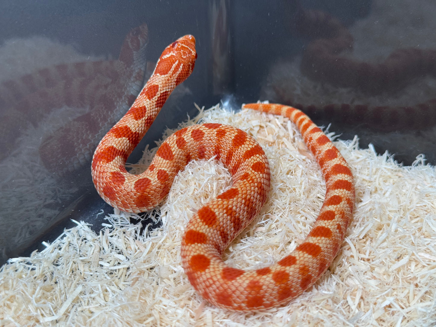 2025 灰質第三代極端紅白化康達 ♀ (H25110)