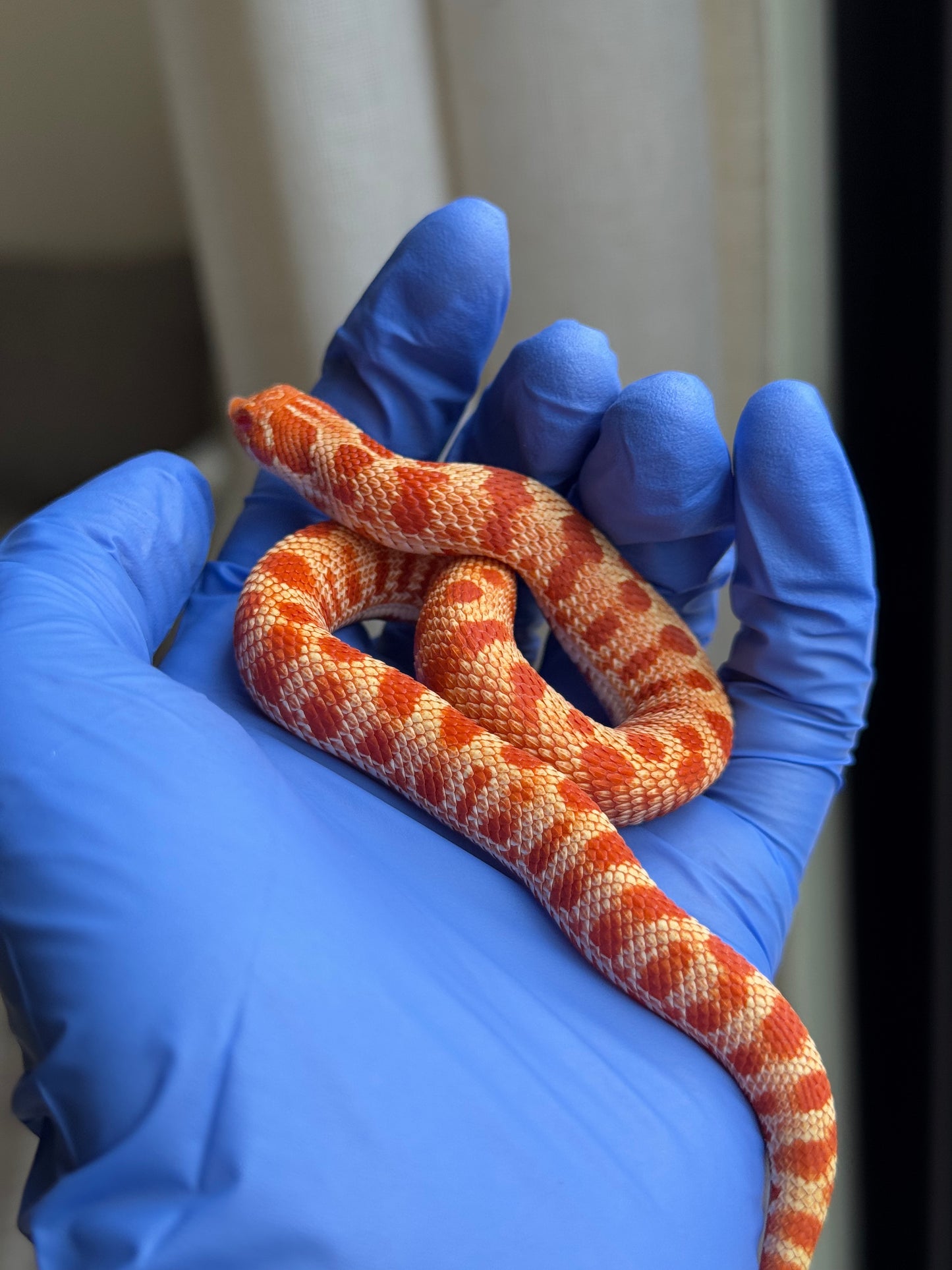 2025 灰質第三代極端紅白化康達 ♀ (H25110)