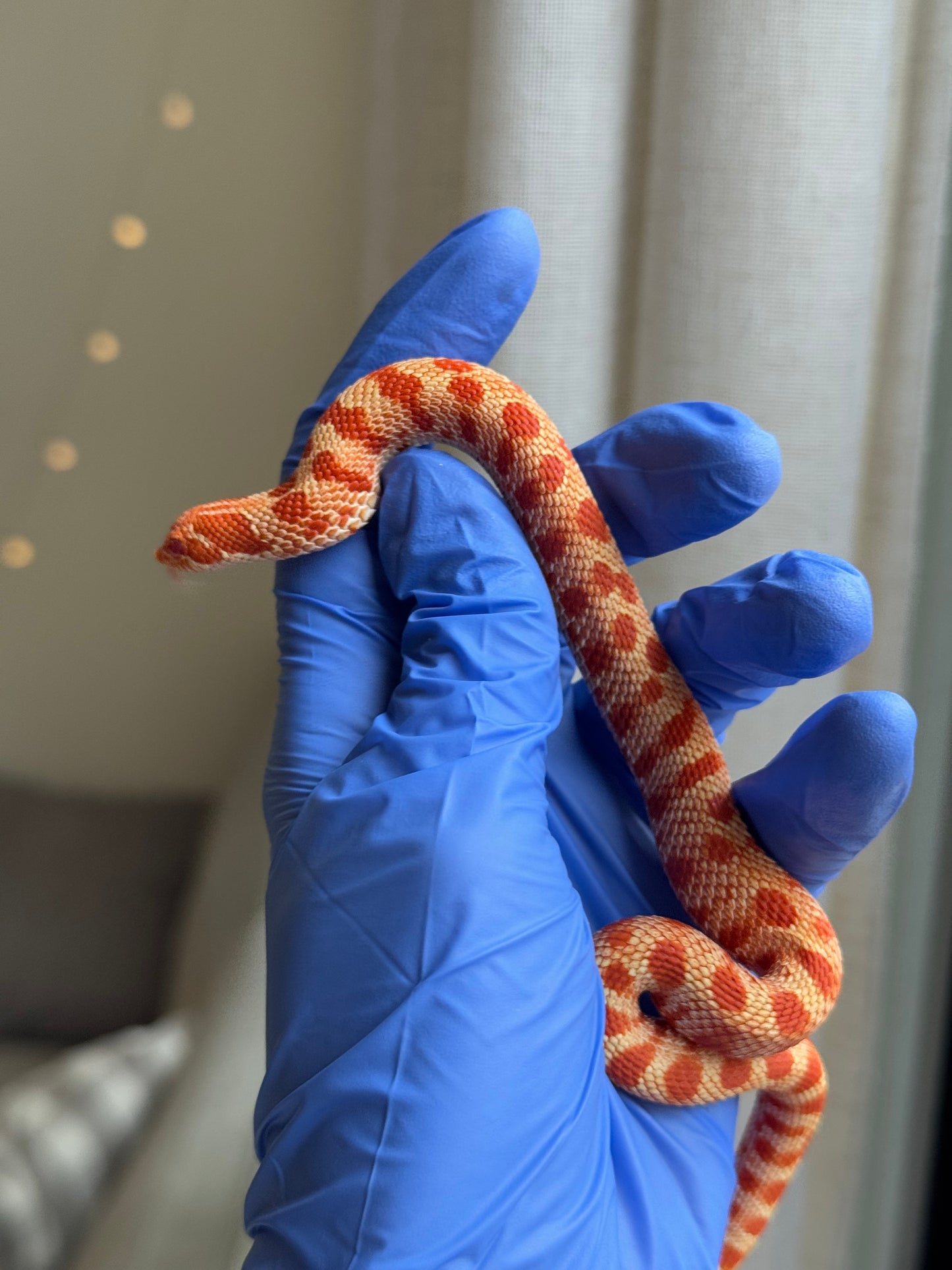 2025 灰質第三代極端紅白化康達 ♀ (H25110)