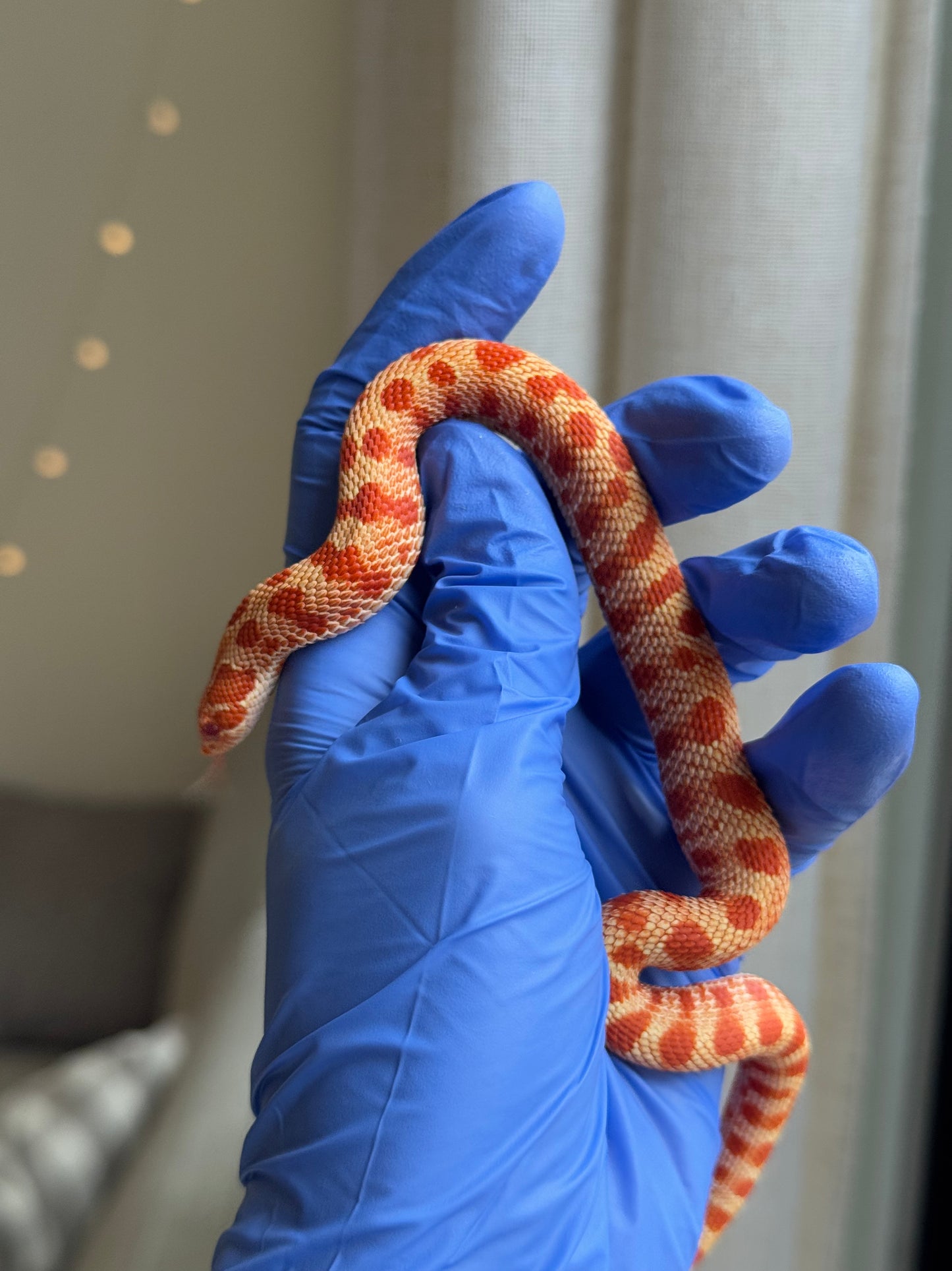 2025 灰質第三代極端紅白化康達 ♀ (H25110)