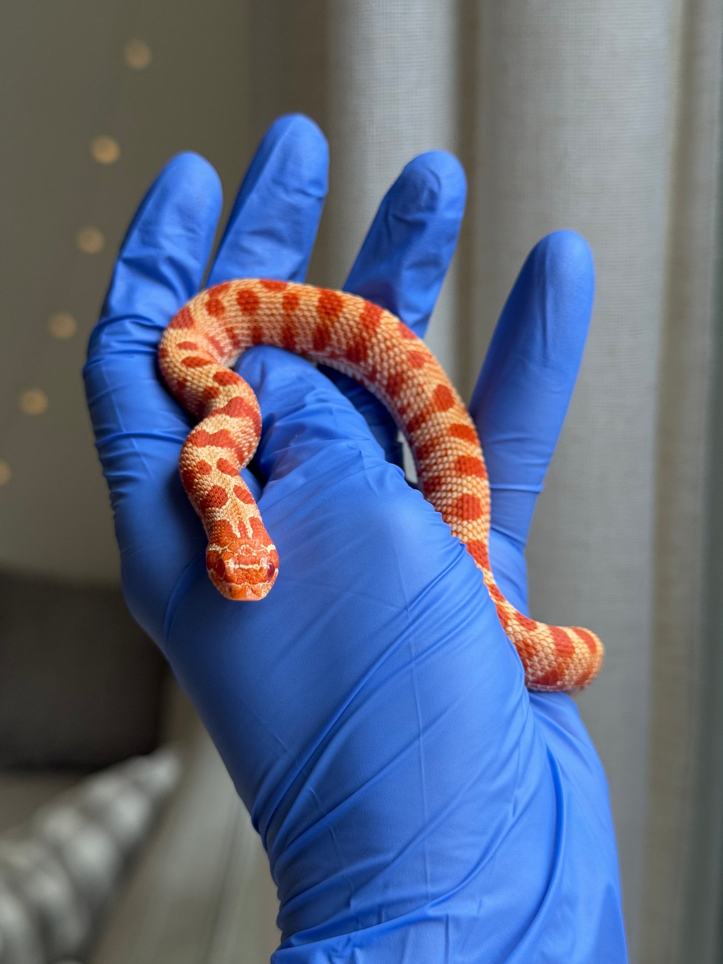 2025 灰質第三代極端紅白化康達 ♀ (H25110)