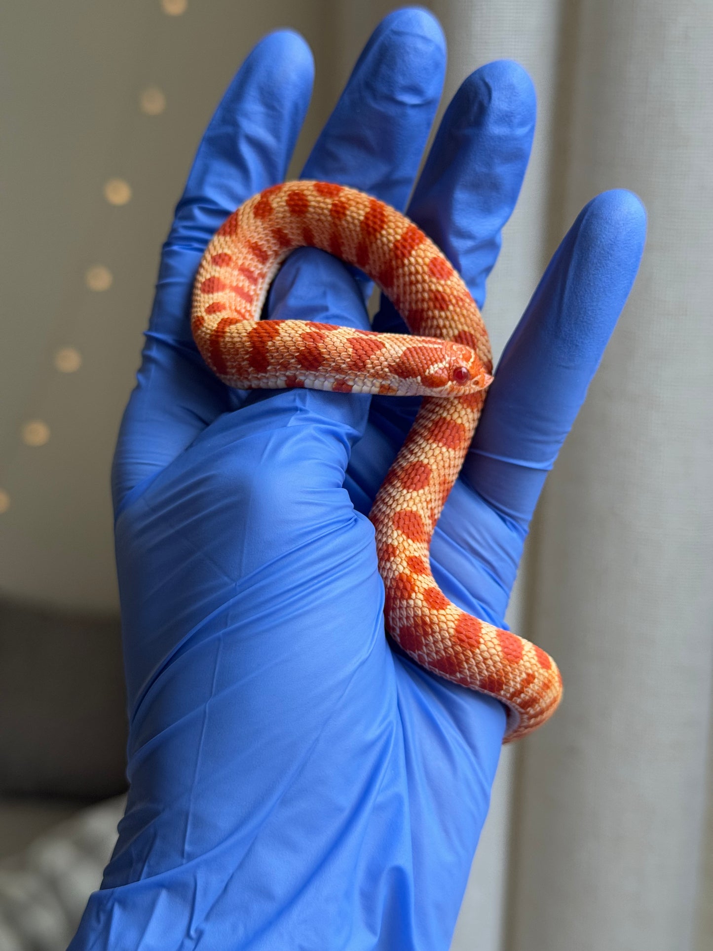 2025 灰質第三代極端紅白化康達 ♀ (H25110)