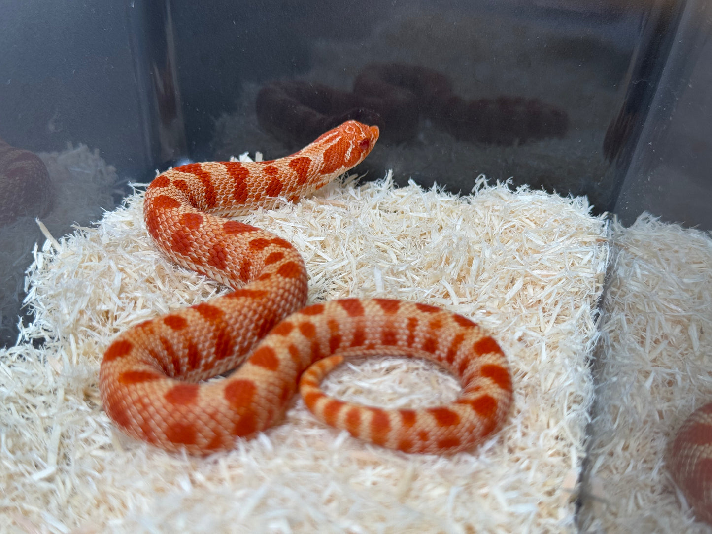 2025 灰質第三代極端紅白化康達 ♀ (H25110)