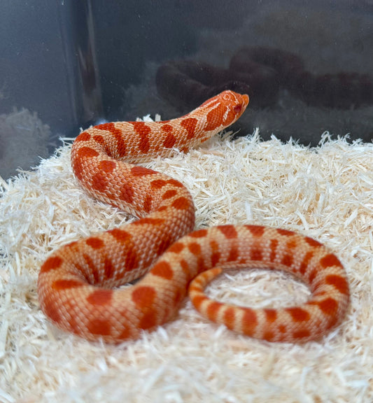 2025 灰質第三代極端紅白化康達 ♀ (H25110)