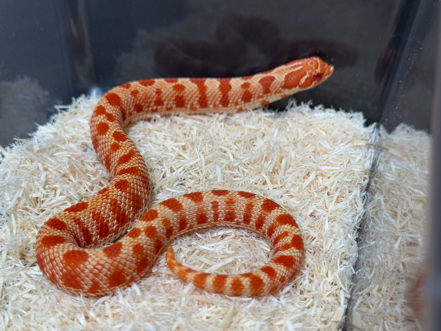 2025 灰質第三代極端紅白化康達 ♀ (H25110)