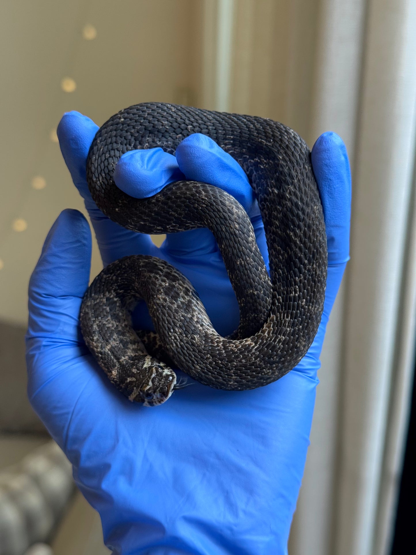 2021 北極紫貂Het白化 ♂ (驗證種公)