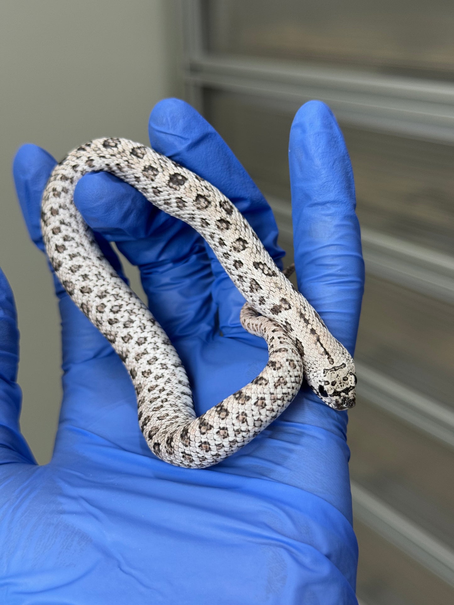 2025 超級北極鬼臉50%ph薰衣草 ♂ (H25315)