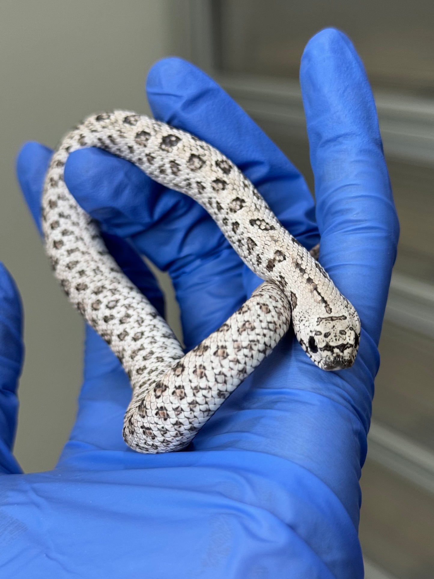 2025 超級北極鬼臉50%ph薰衣草 ♂ (H25315)