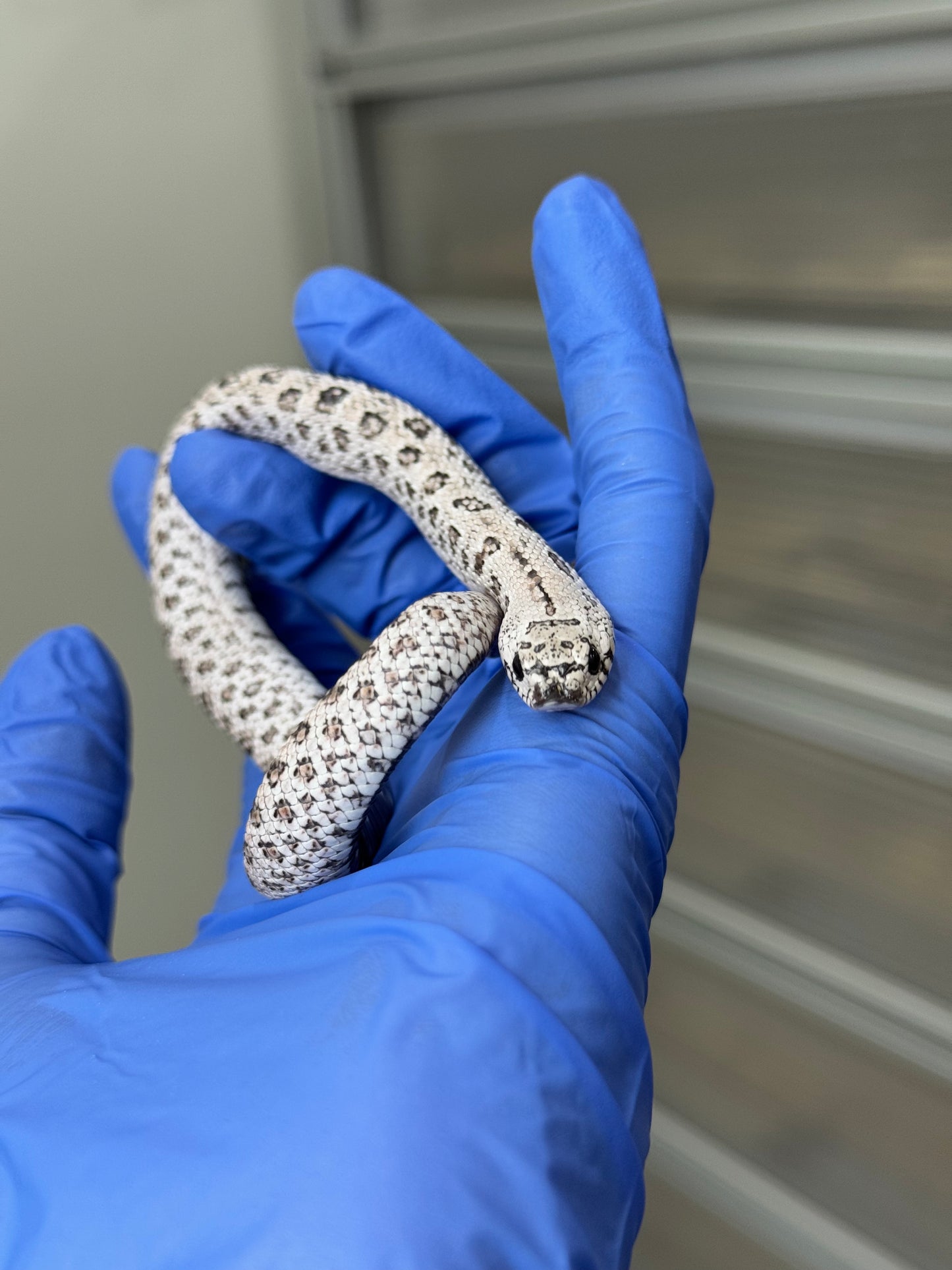 2025 超級北極鬼臉50%ph薰衣草 ♂ (H25315)