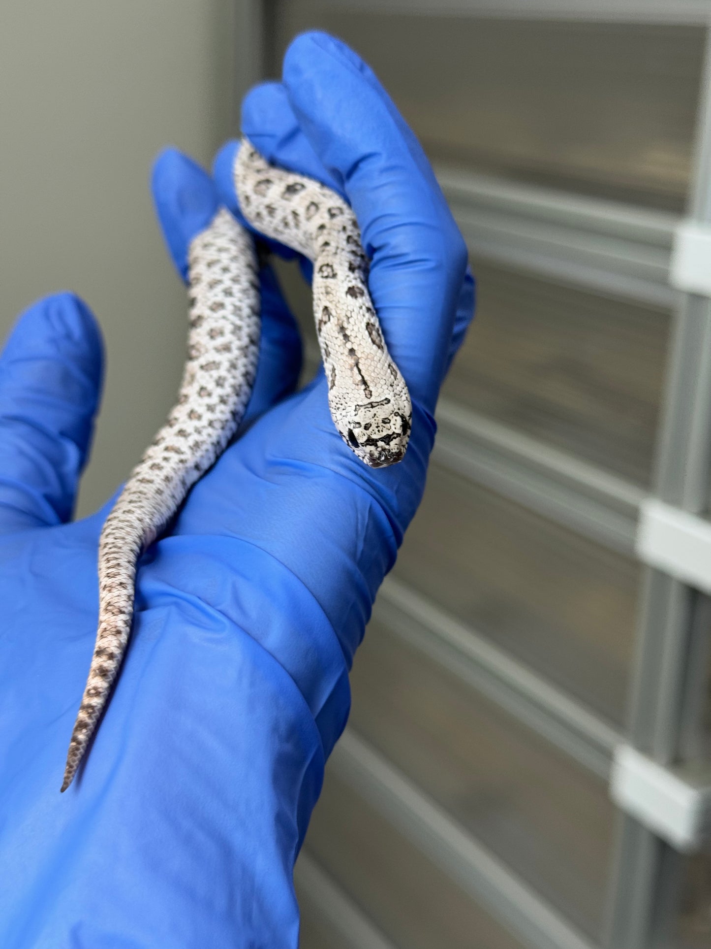 2025 超級北極鬼臉50%ph薰衣草 ♂ (H25315)