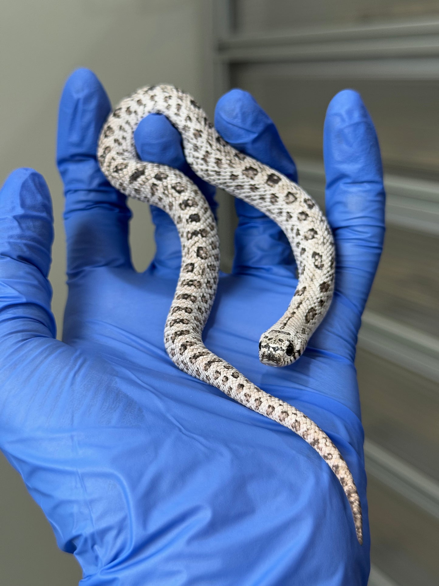 2025 超級北極鬼臉50%ph薰衣草 ♂ (H25315)