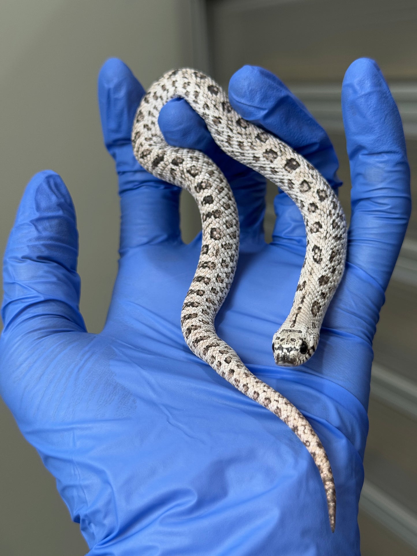 2025 超級北極鬼臉50%ph薰衣草 ♂ (H25315)