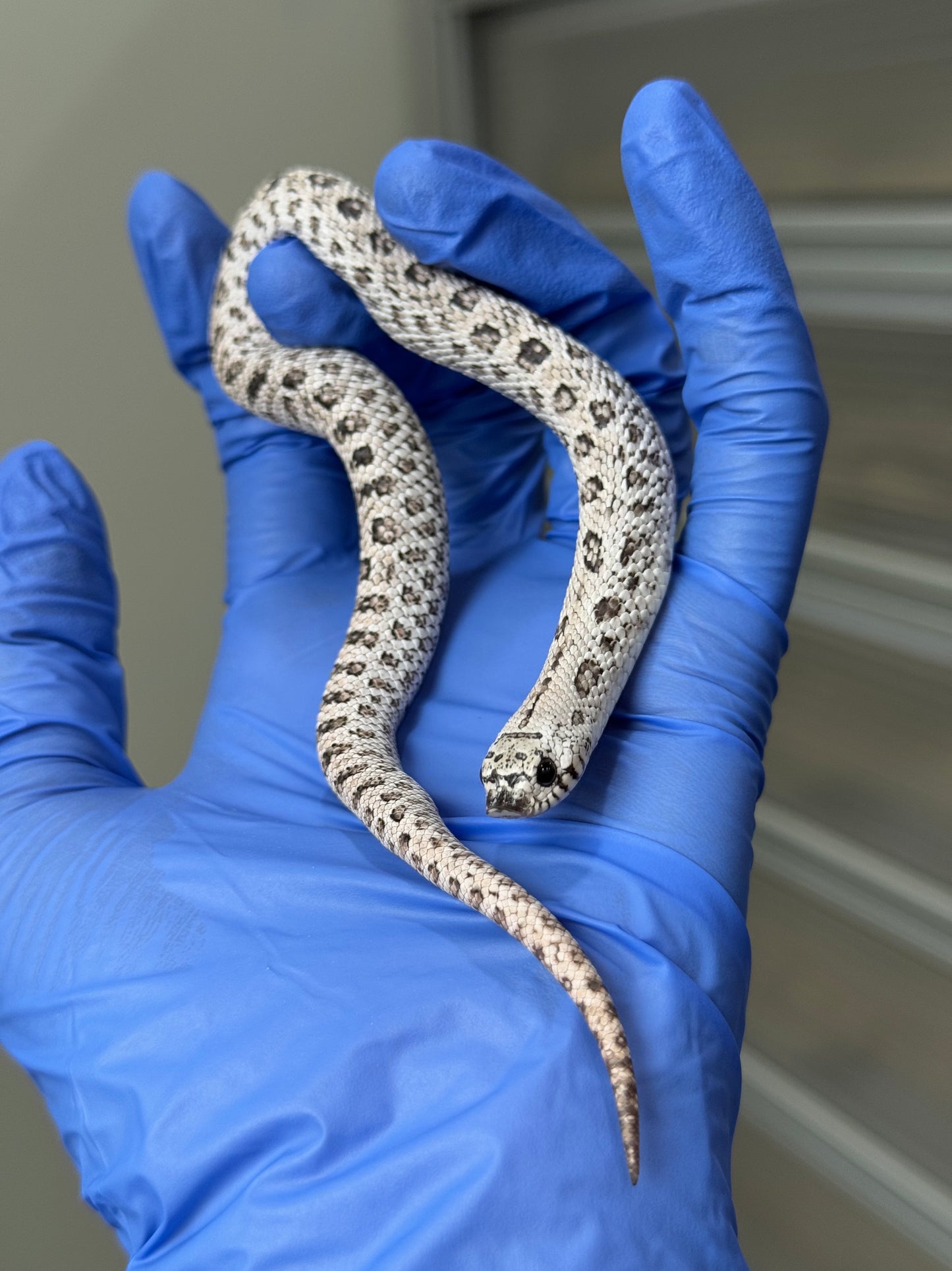 2025 超級北極鬼臉50%ph薰衣草 ♂ (H25315)