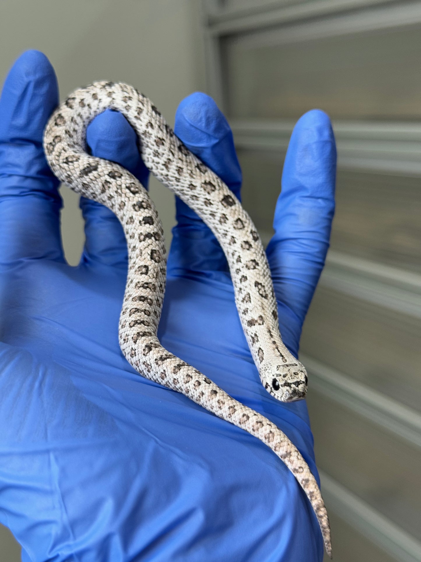 2025 超級北極鬼臉50%ph薰衣草 ♂ (H25315)