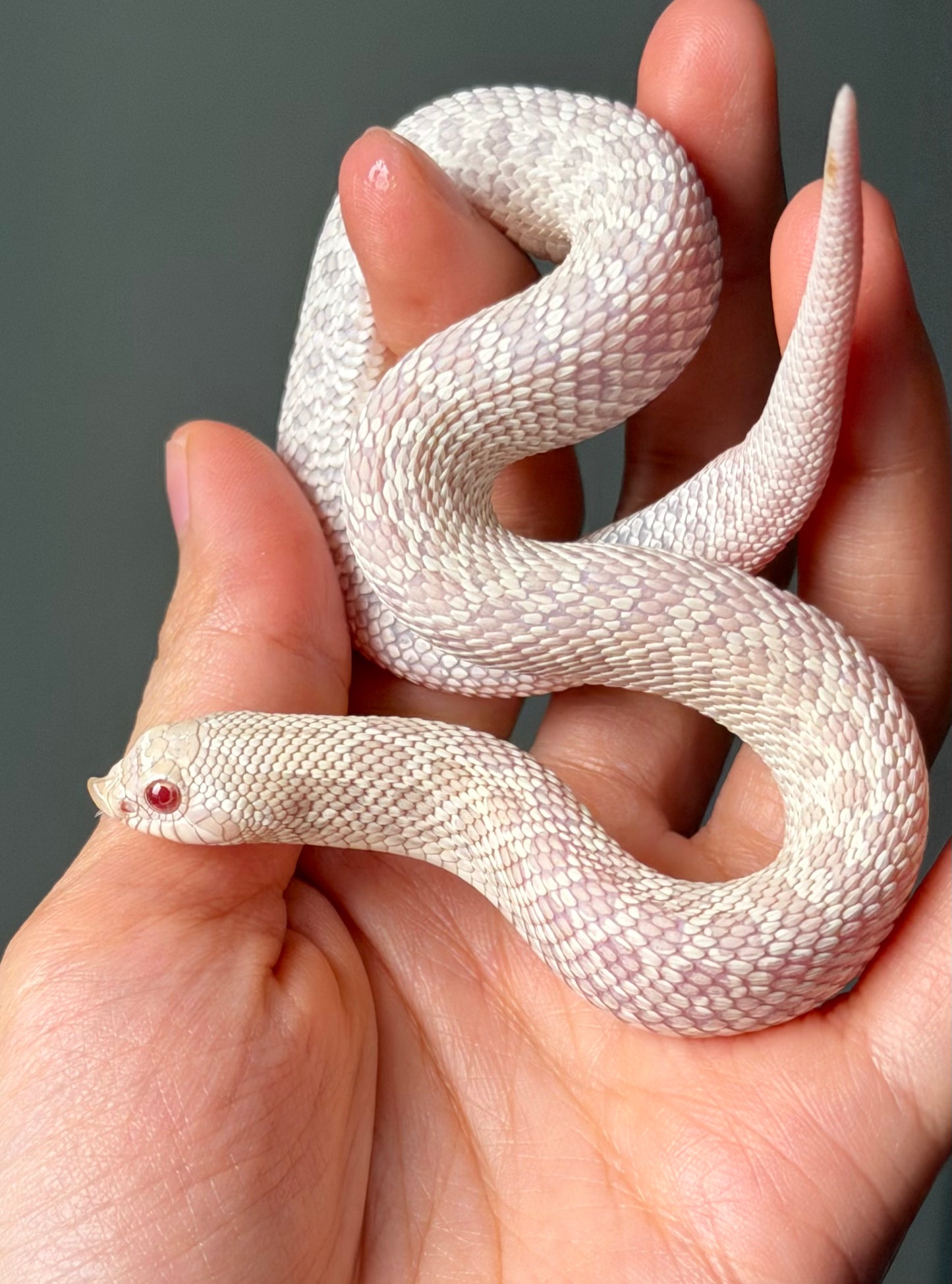 雪白