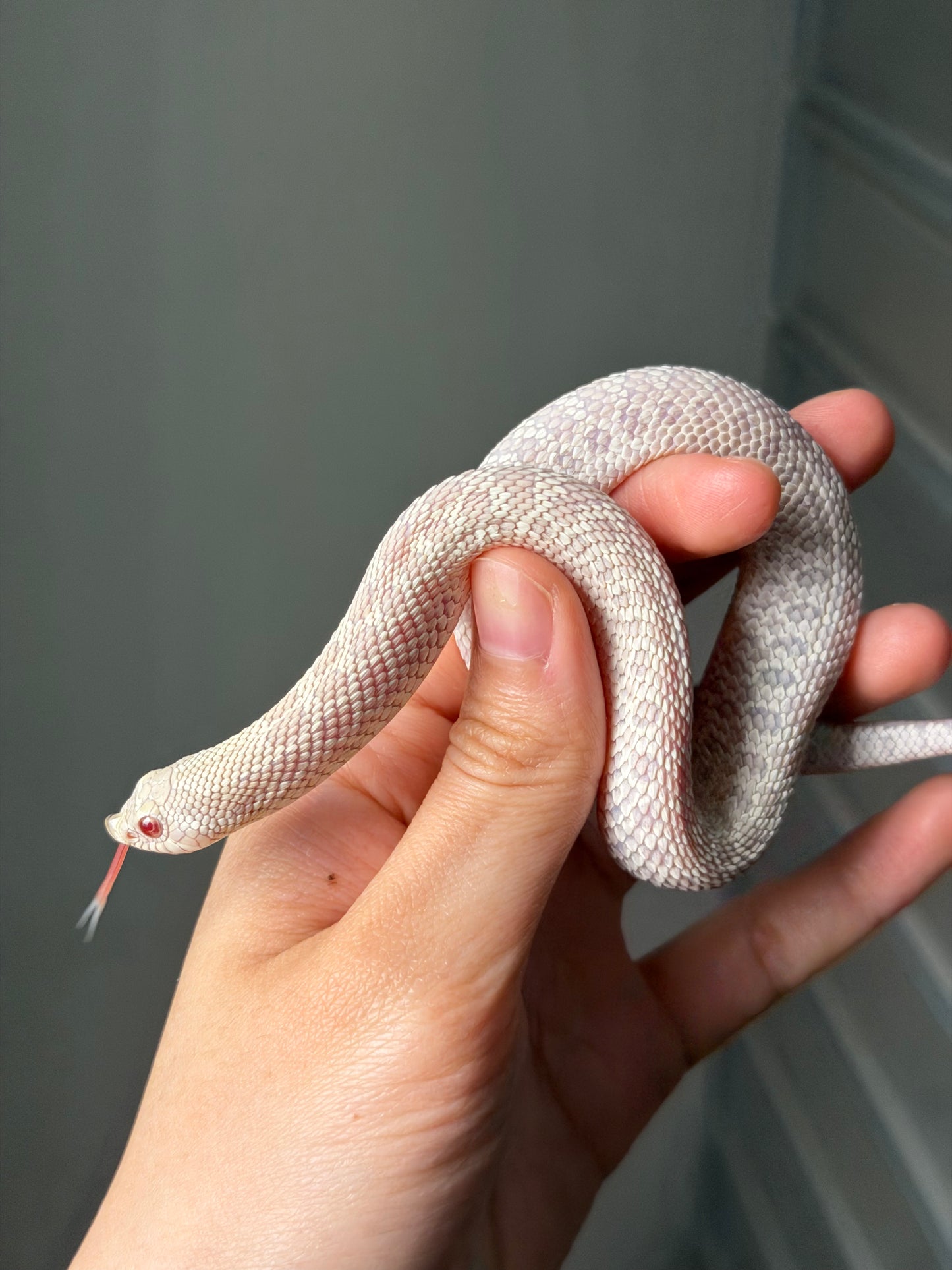 雪白