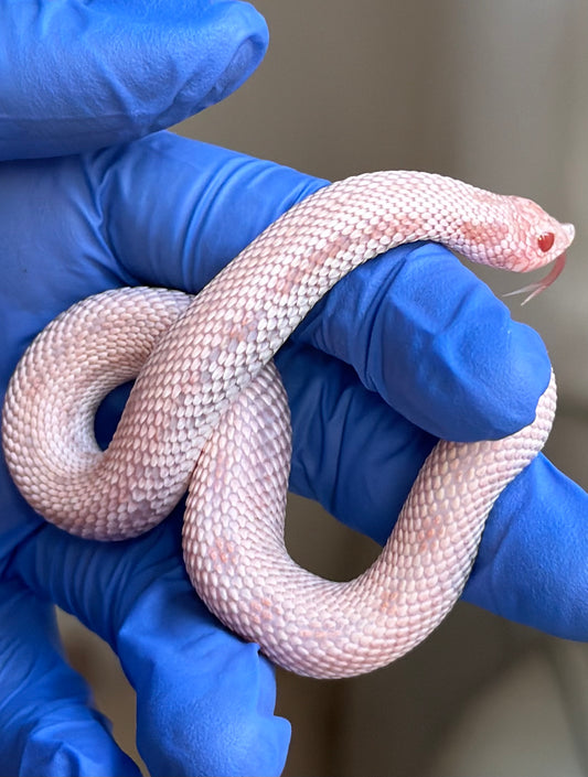Albino Frost Super Arctic Conda