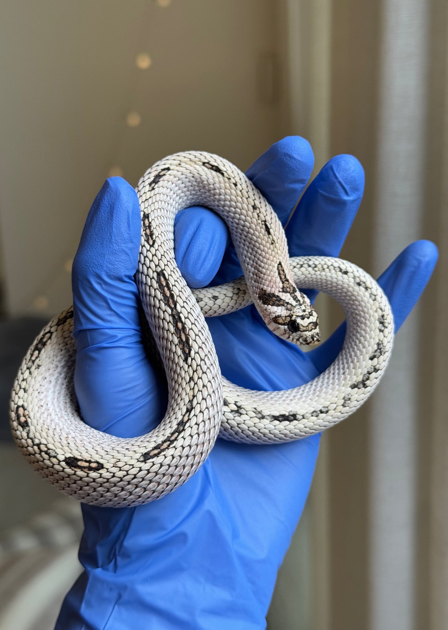 2022 超級北極超級康達Het太妃50%ph紫貂 ♂ (驗證種公)