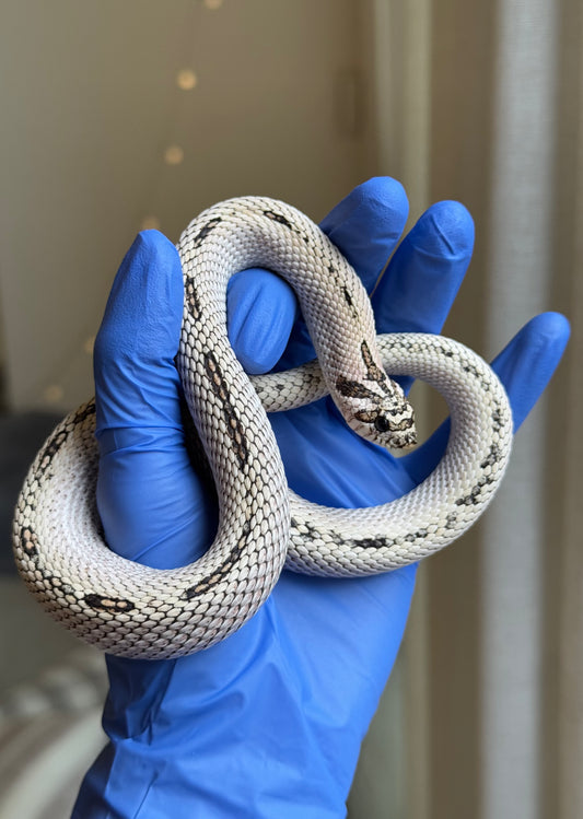 2022 超級北極超級康達Het太妃50%ph紫貂 ♂ (驗證種公)