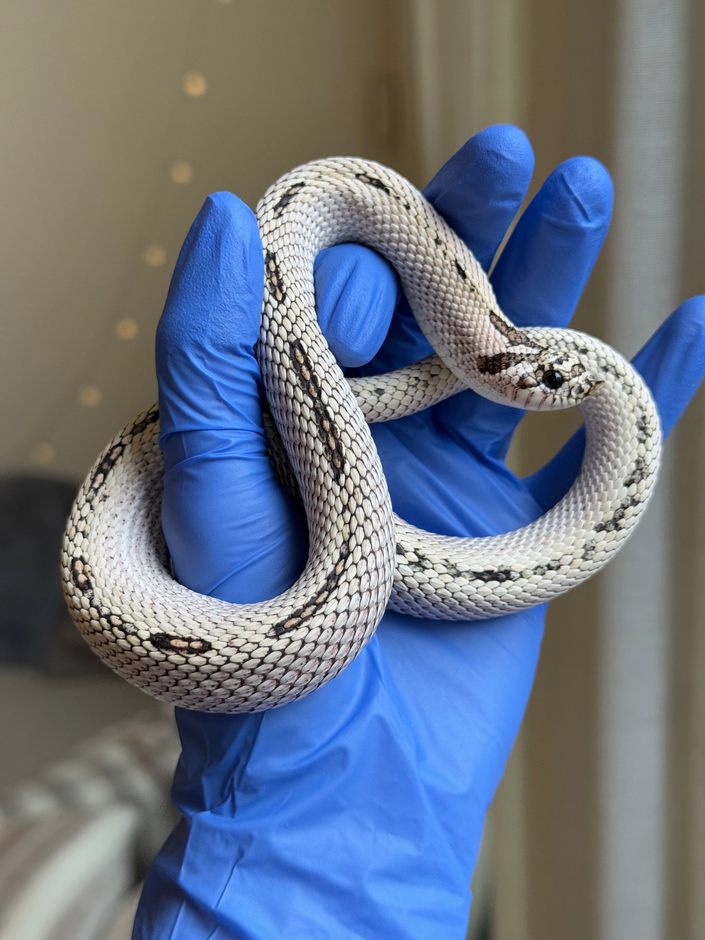 2022 超級北極超級康達Het太妃50%ph紫貂 ♂ (驗證種公)