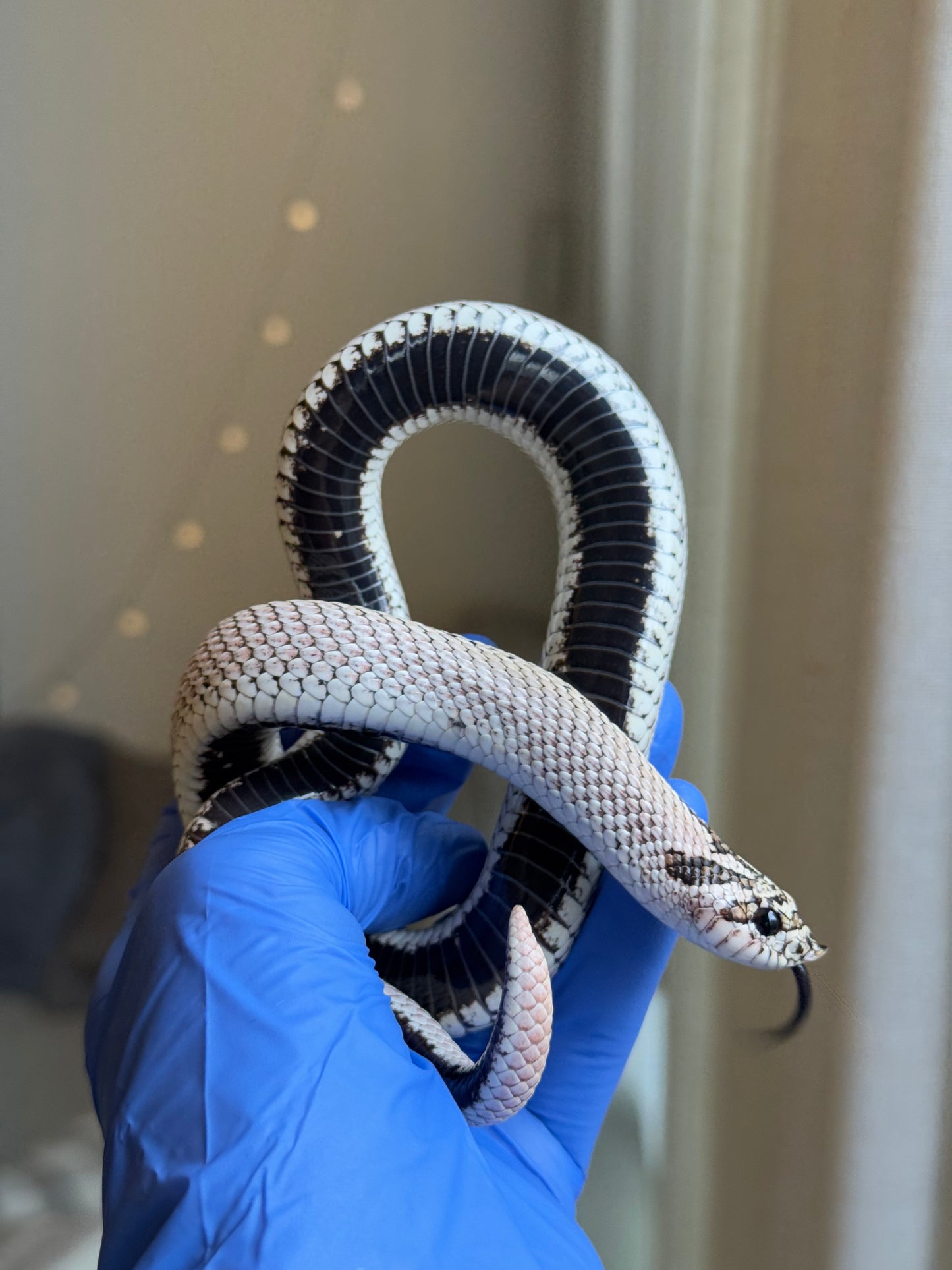 2022 超級北極超級康達Het太妃50%ph紫貂 ♂ (驗證種公)