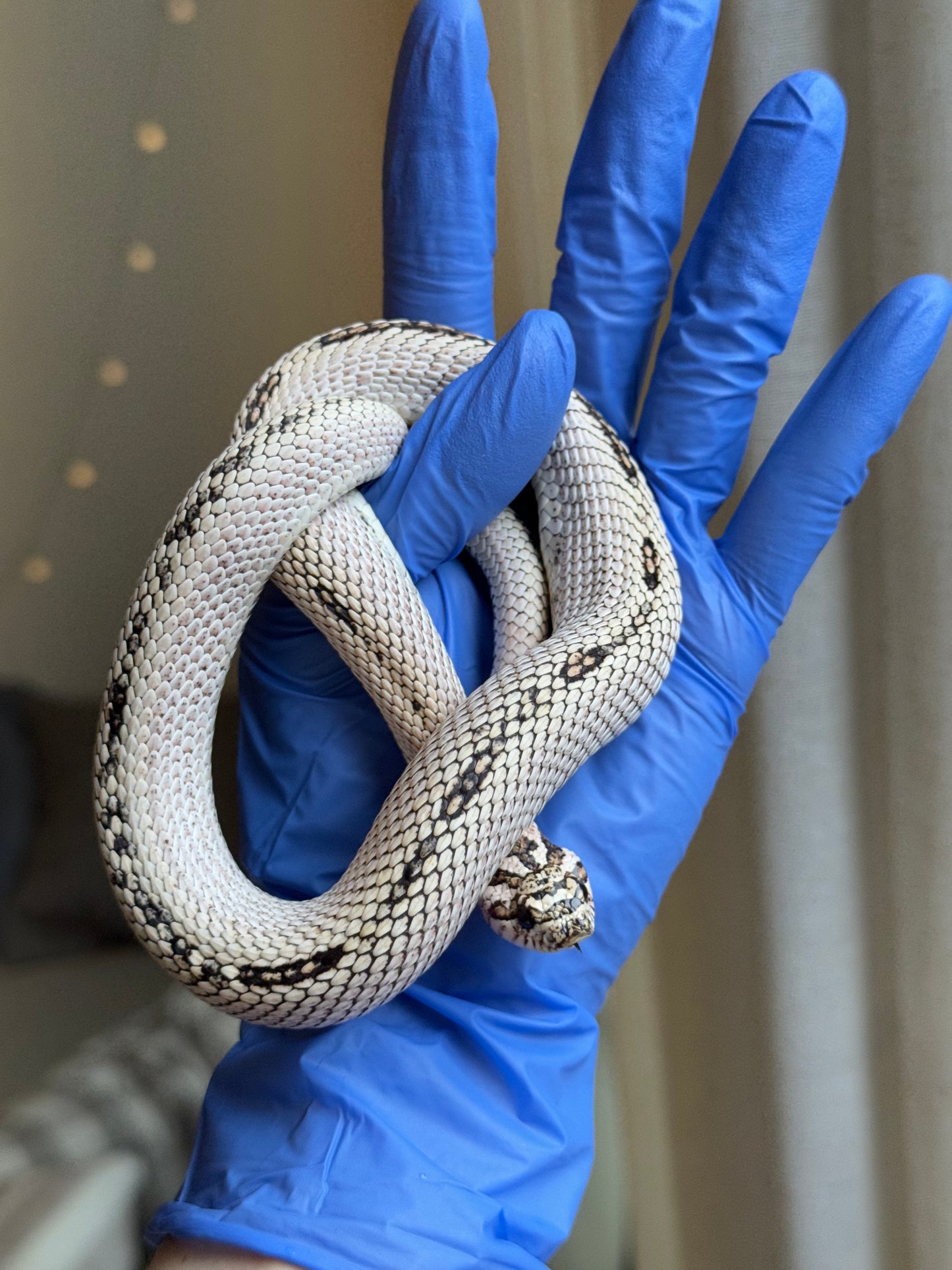 2022 超級北極超級康達Het太妃50%ph紫貂 ♂ (驗證種公)