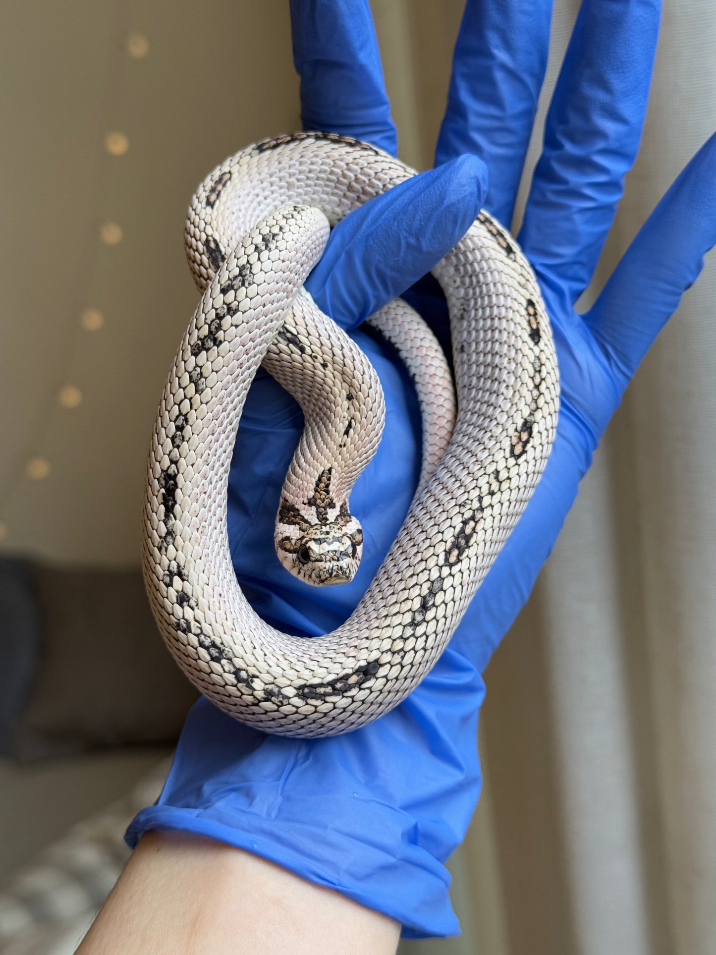 2022 超級北極超級康達Het太妃50%ph紫貂 ♂ (驗證種公)