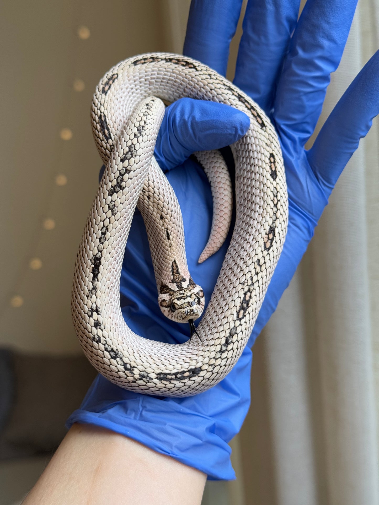 2022 超級北極超級康達Het太妃50%ph紫貂 ♂ (驗證種公)