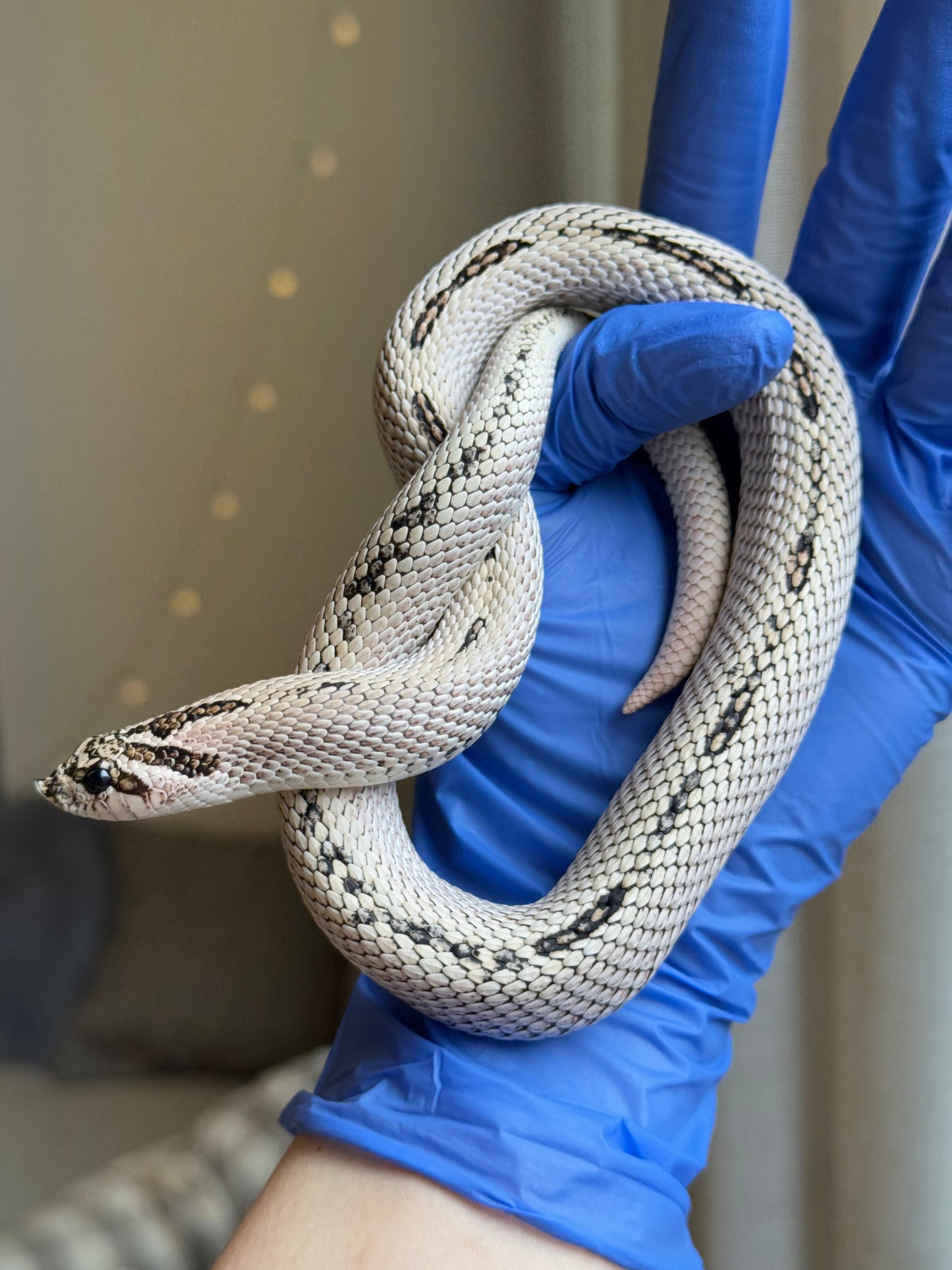 2022 超級北極超級康達Het太妃50%ph紫貂 ♂ (驗證種公)