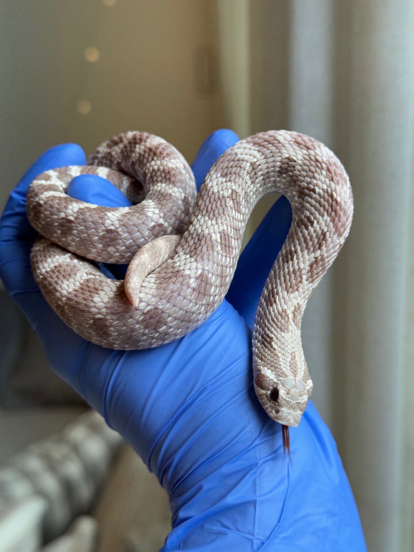 2022 紫紅薰衣草 ♂ (驗證種公)