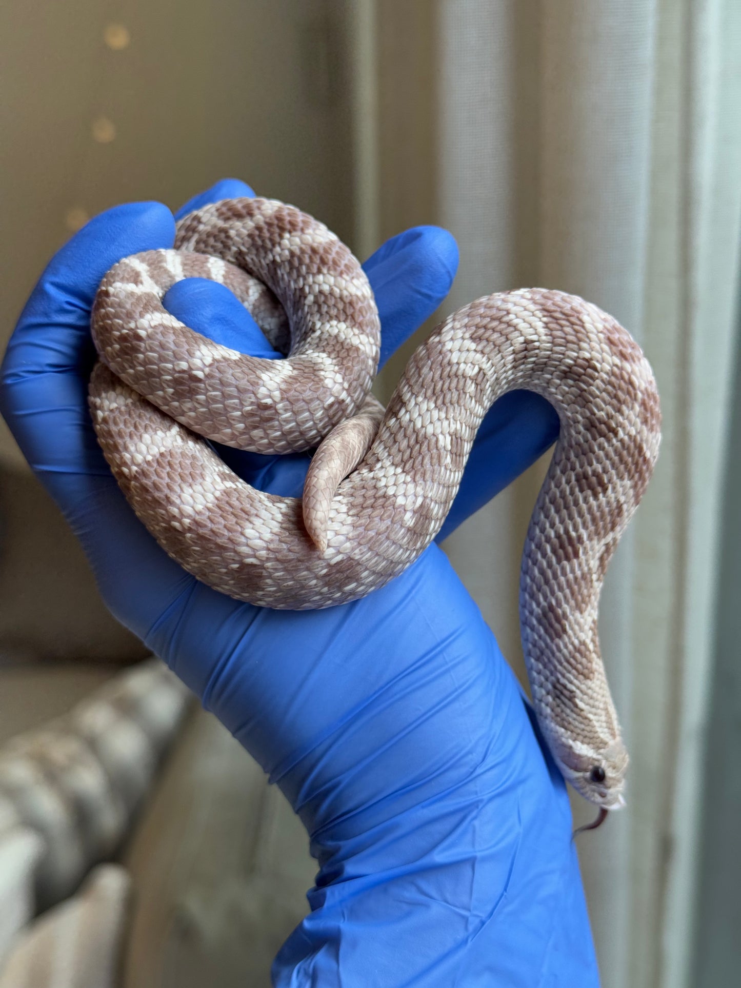 2022 紫紅薰衣草 ♂ (驗證種公)