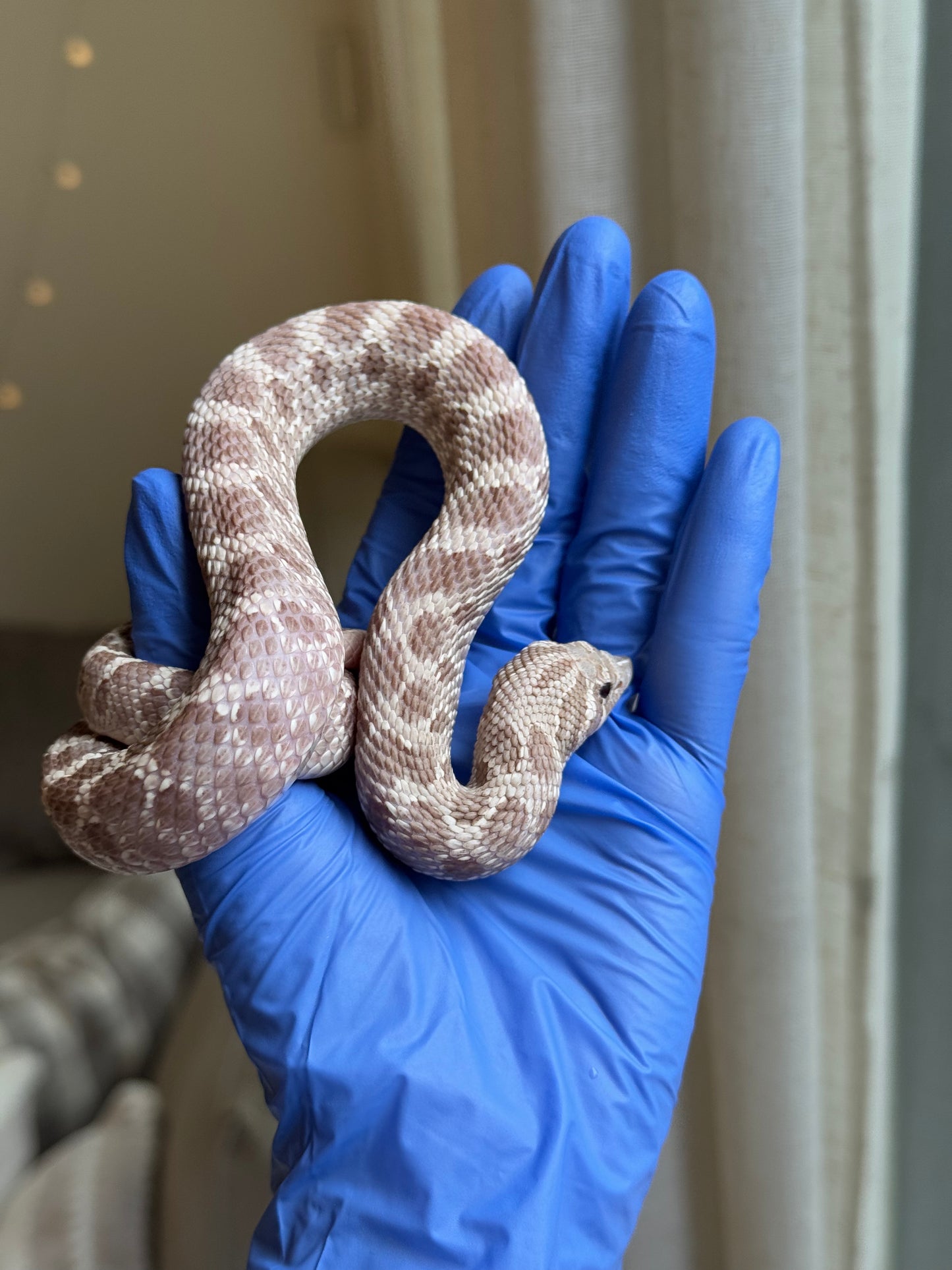 2022 紫紅薰衣草 ♂ (驗證種公)