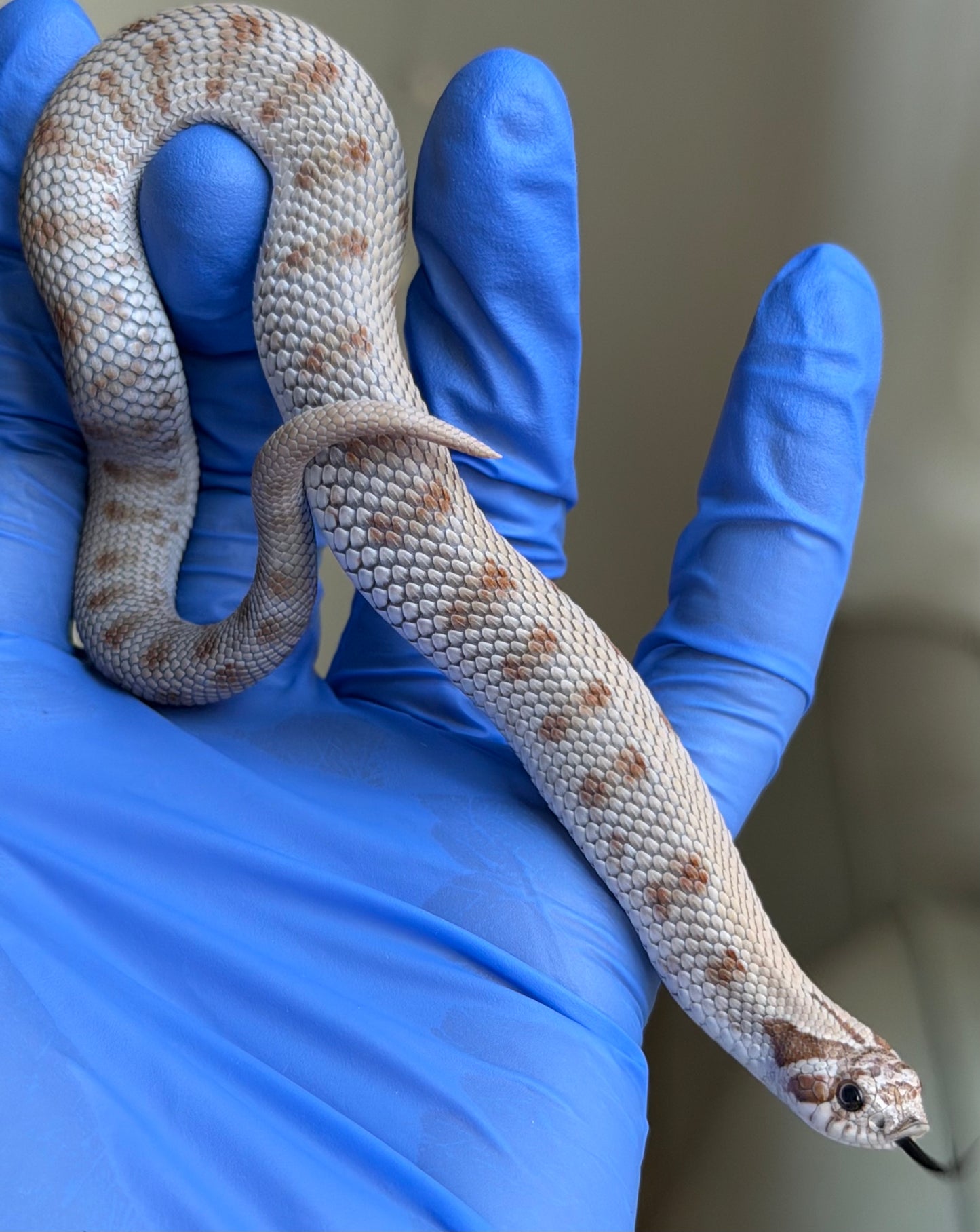 Antarctic Conda 66%ph Axanthic 66%ph Toffee