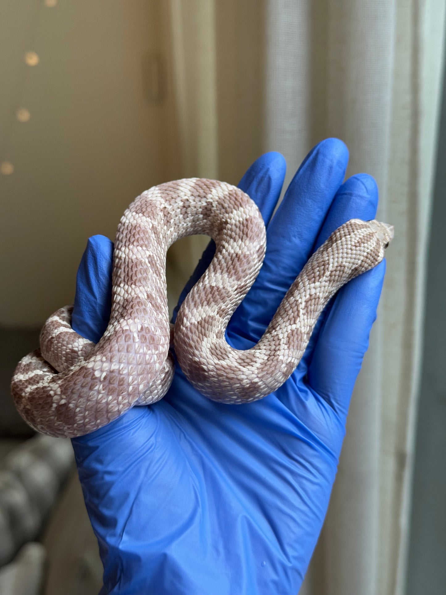 2022 紫紅薰衣草 ♂ (驗證種公)