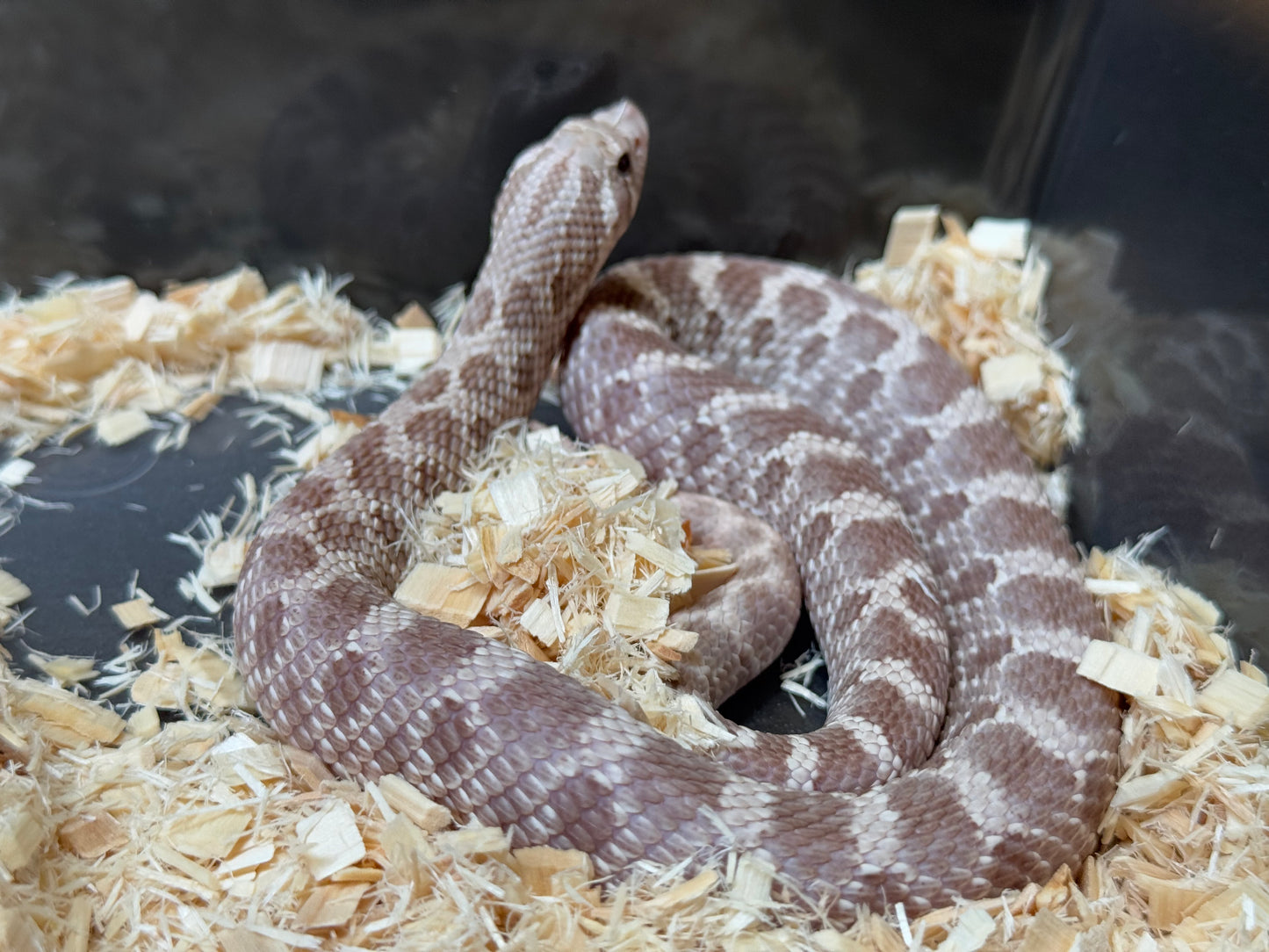 2022 紫紅薰衣草 ♂ (驗證種公)