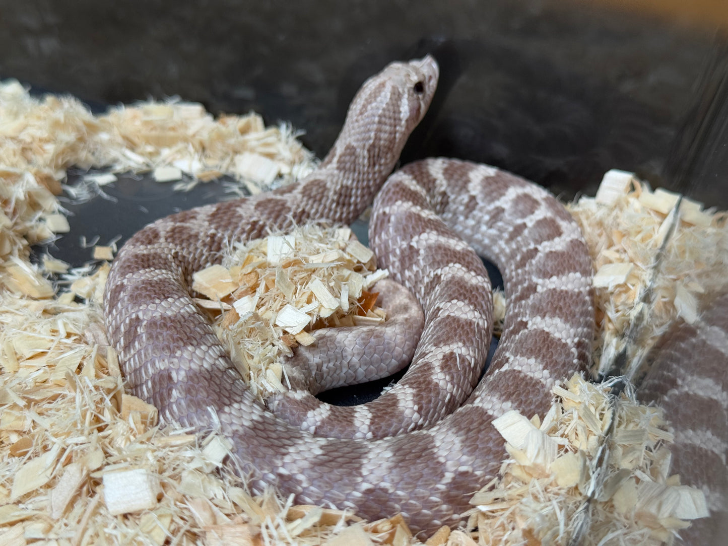 2022 紫紅薰衣草 ♂ (驗證種公)