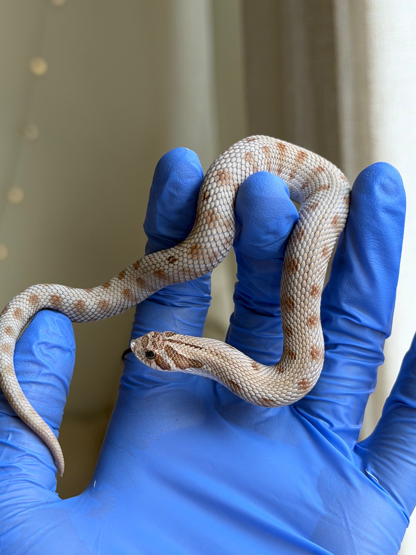 Antarctic Conda 66%ph Axanthic 66%ph Toffee