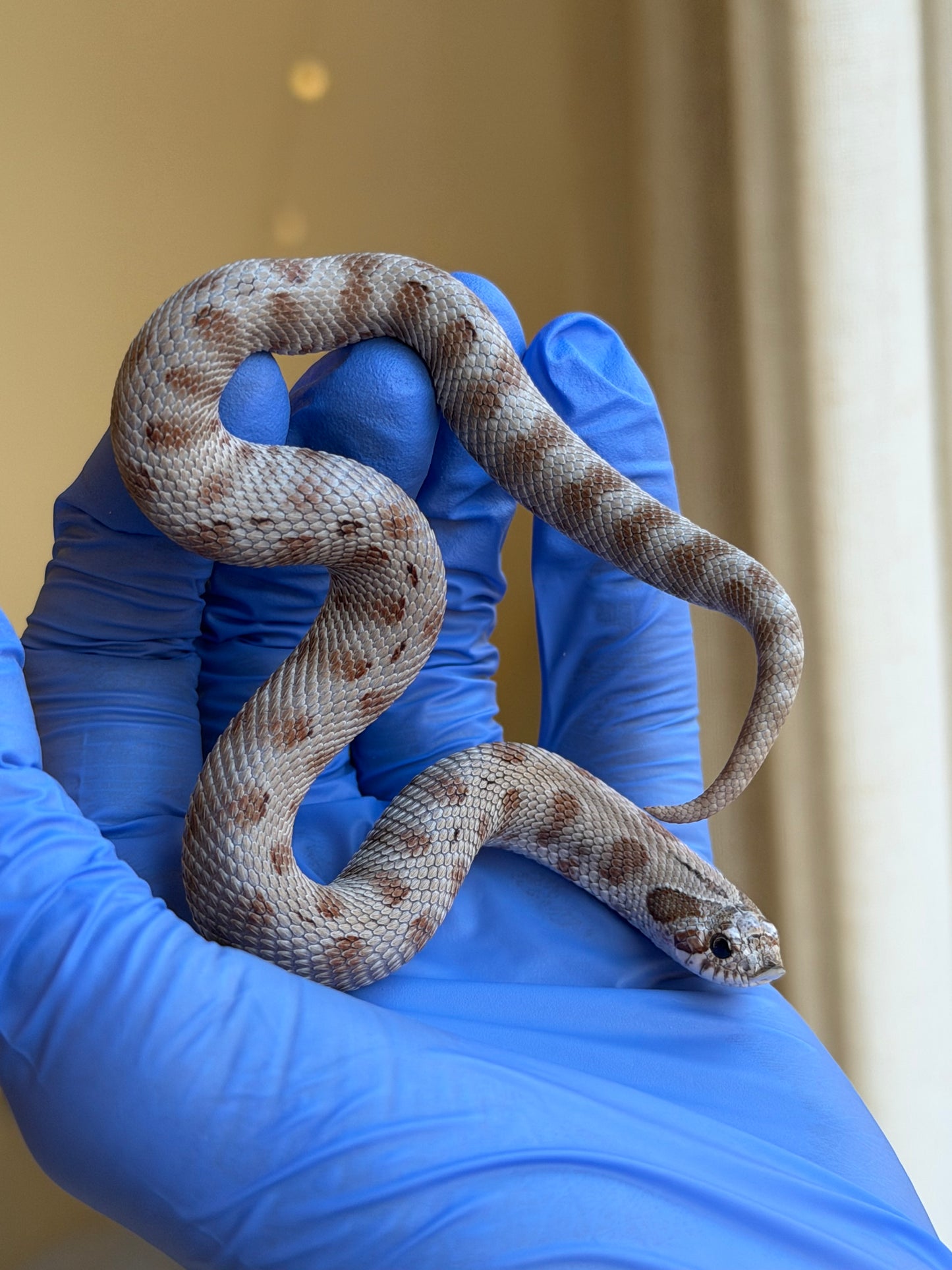 Antarctic Conda 66%ph Axanthic 66%ph Toffee