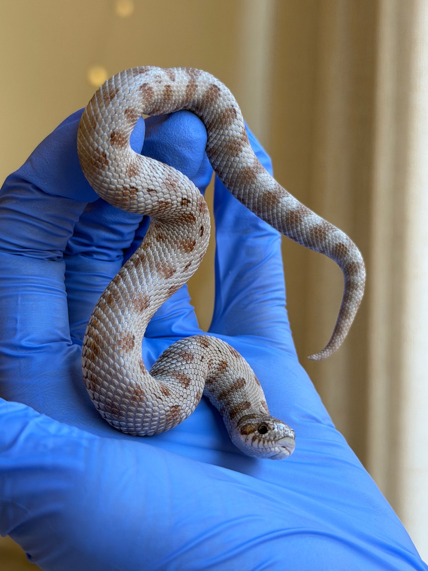 Antarctic Conda 66%ph Axanthic 66%ph Toffee