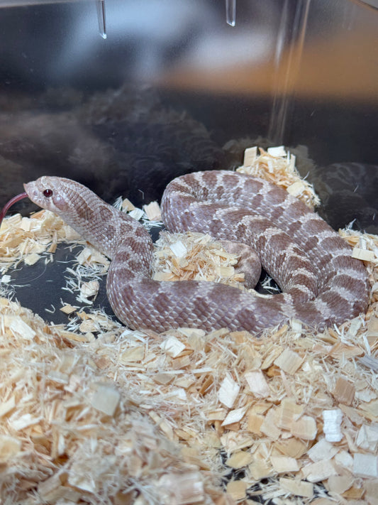 2022 紫紅薰衣草 ♂ (驗證種公)