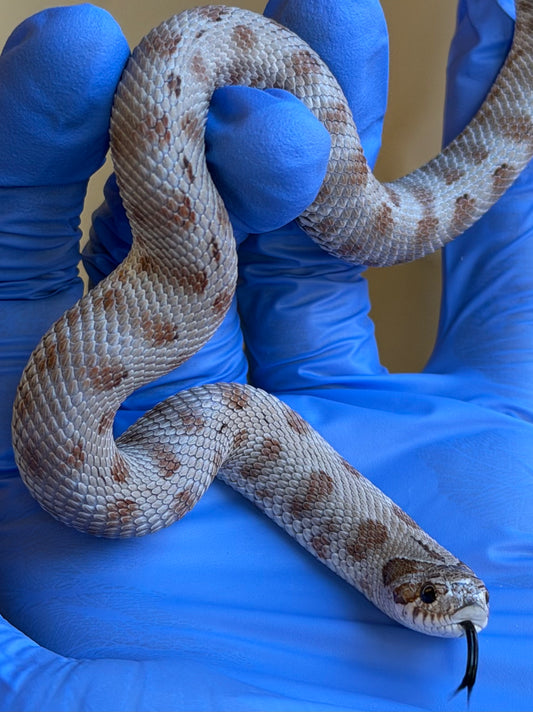 Antarctic Conda 66%ph Axanthic 66%ph Toffee
