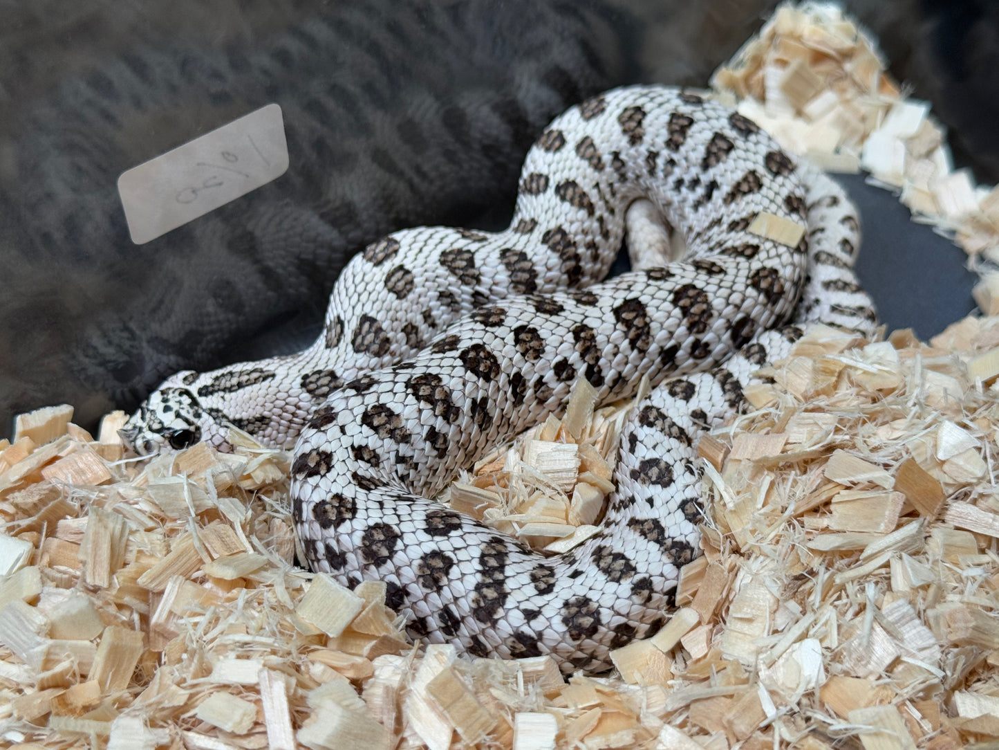 2024 50%灰質血系超級北極 ♂ (自留個體)