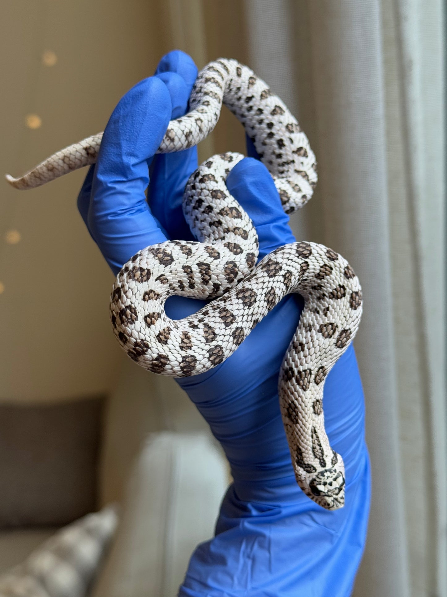 2024 50%灰質血系超級北極 ♂ (自留個體)