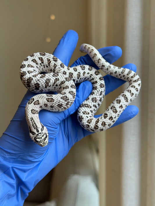 2024 50%灰質血系超級北極 ♂ (自留個體)