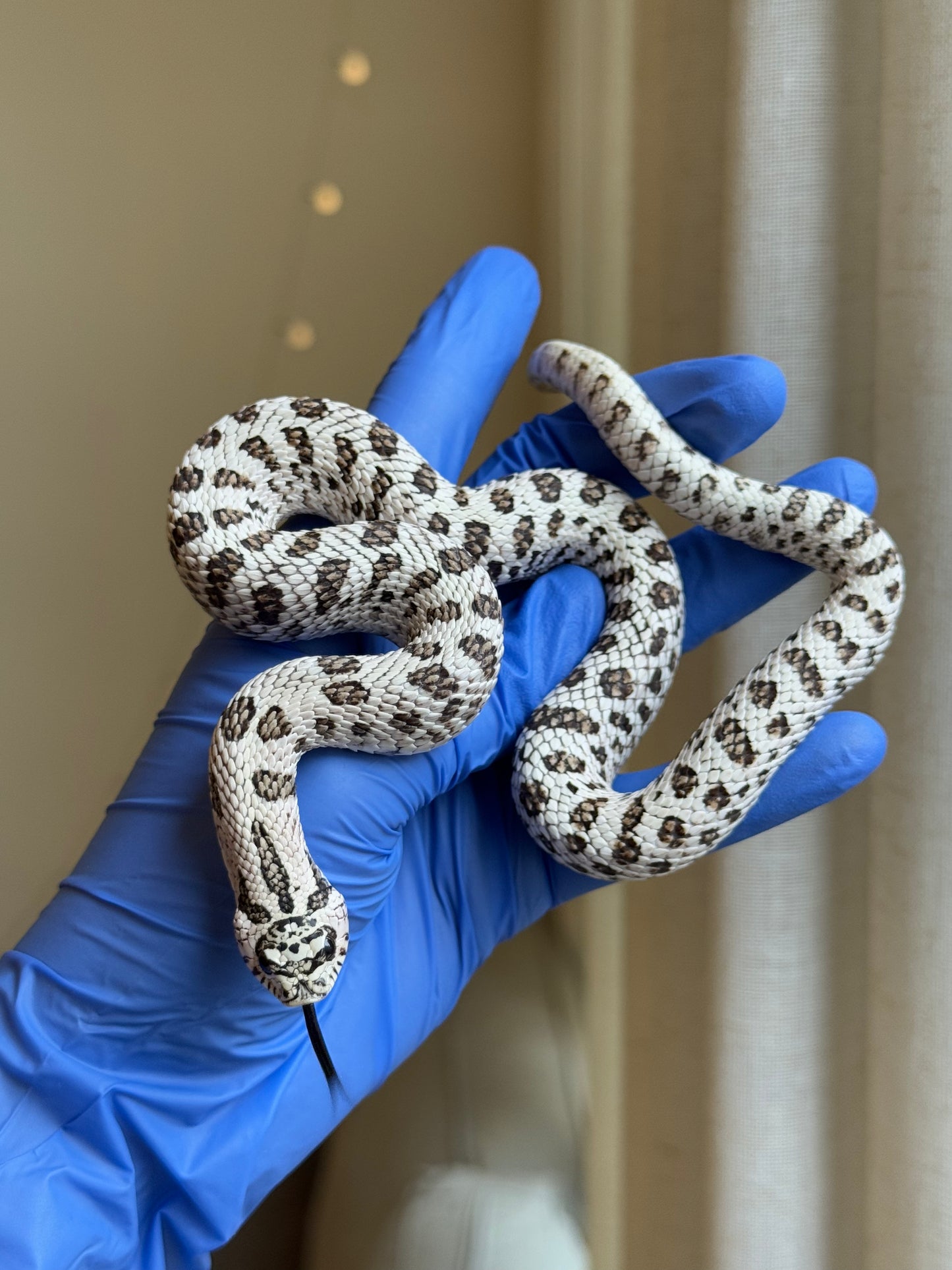 2024 50%灰質血系超級北極 ♂ (自留個體)