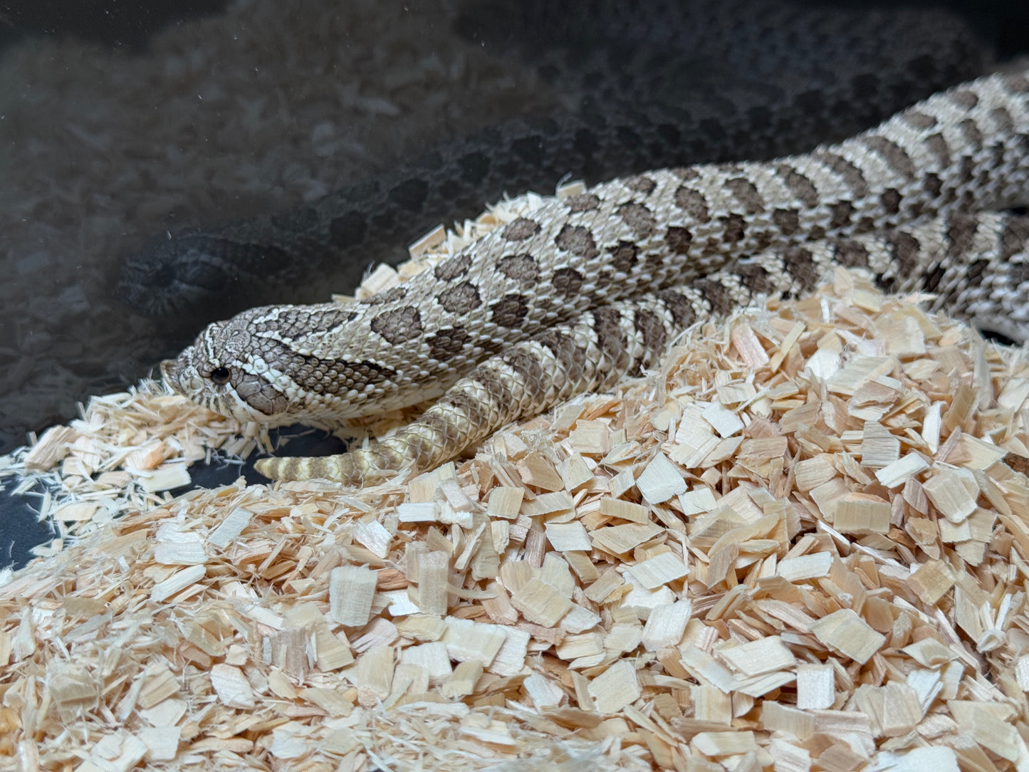 2022 北極 ♀ (驗證種母)